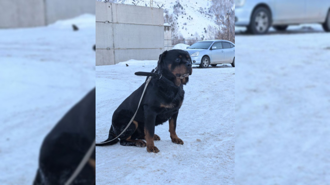 Служебный пес Антей / Фото: МВД Республики Алтай