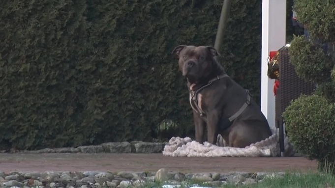 Бульдог, убивший своего хозяина / Фото: bild.de