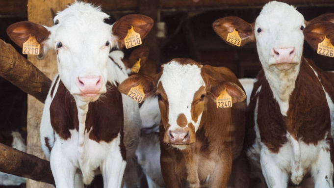 Коровы / Фото: pxhere.com/ru/photo/177590