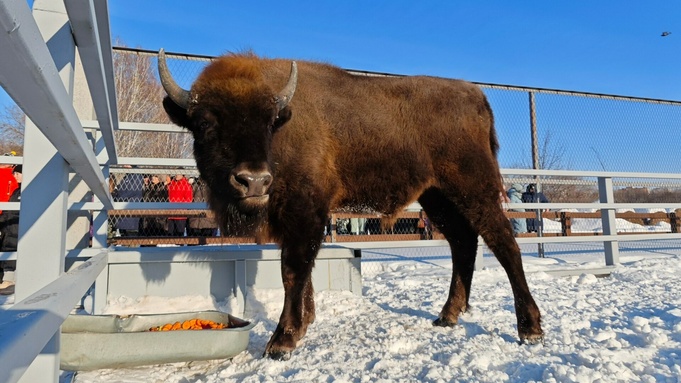 Зубр Мурашик / Фото: барнаульский зоопарк