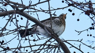 Дрозд-рябинник в Барнауле / Фото: Екатерина Смолихина / amic.ru