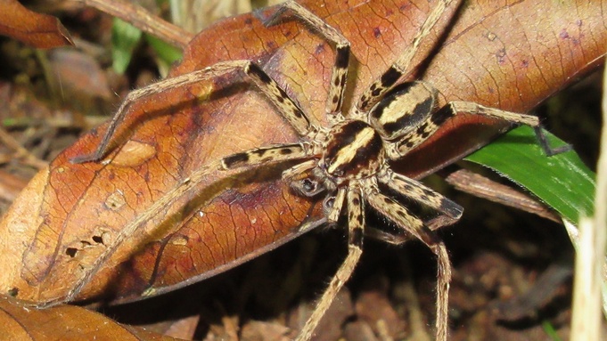 Паук / Фото: Александр Фомичев    