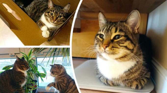 Спасенная кошка / Фото: "КП-Новосибирск"