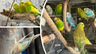 Квартирные попугаи / Фото: "КП-Новосибирск"