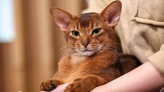 Дарлен Флер Далмор Блэк / Фото:  Сергей Булкин /&thinsp;ТАСС