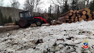 Незаконная вырубка / Фото: МВД Алтайского края