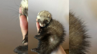 Юный хорек на руках / Фото: "Катунь 24"