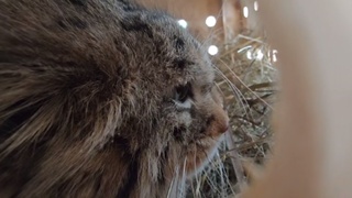 Манул Пепе в перевозке / Кадр из видео: "Барнаульский зоопарк"