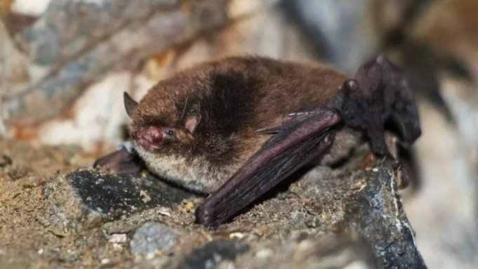 Летучая мышь / Фото: minprirody.alregn.ru