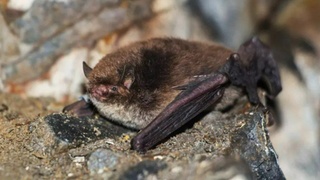 Летучая мышь / Фото: minprirody.alregn.ru