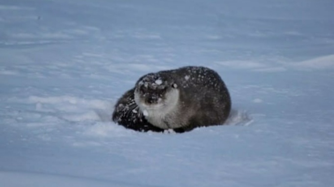 Краснокнижная выдра / Фото: Алтайский биосферный заповедник