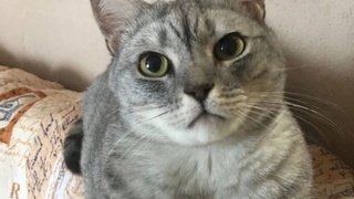 Погибший кот Симба / Фото: "КП-Новосибирск"