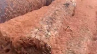 Миграция крабов / Кадр из видео: 