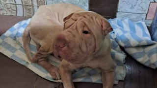 Найденный в лесу шарпей / Фото: "КП-Новосибирск"