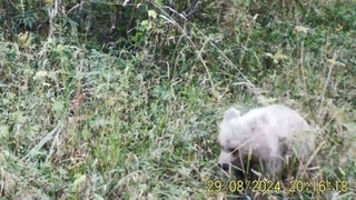 Белый медвежонок / Фото: Тигирекский заповедник