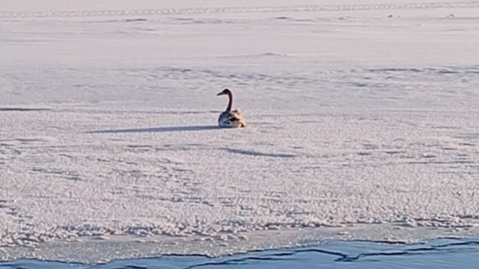 Травмированный лебедь / Фото: "Деловой Бийск"