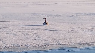Травмированный лебедь / Фото: "Деловой Бийск"