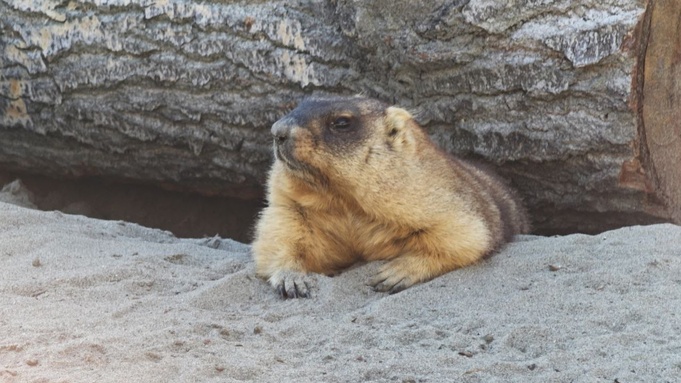 Проснувшийся сурок / Фото: Барнаульский зоопарк