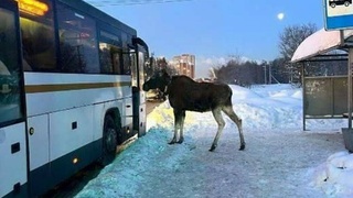 Лось попытался зайти в автобус в Подмосковье / Фото : Госавтоинспекция России/Telegram