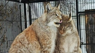 Рыси в брачный сезон / Фото: барнаульский зоопарк