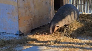 Барсук Самсон вышел из спячки / Фото: стоп-кадр с видео зоопарка Барнаула