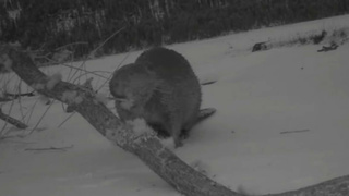 Бобр, ворующий деревья / Фото: Алтайский биосферный заповедник