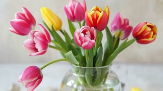 Тюльпаны / Фото: изображение сгенерировано нейросетью GigaChat / amic.ru