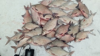 Удачная рыбалка / Фото: "Алтайское рыболовное сообщество"