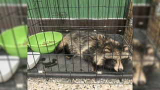 Спасенное животное / Фото: "Енотопия" во "ВКонтакте"