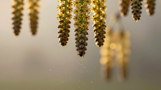 Пыльца / Фото: сгенерировано ИИ "Яндекс" / amic.ru