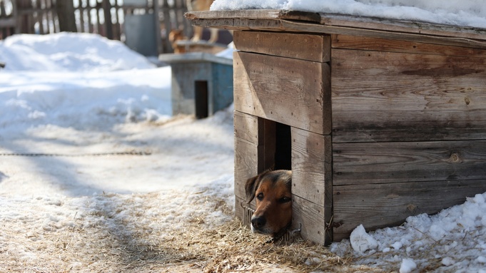 Собака в приюте / Фото: приют "Ласка"