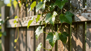 Вьюнок / Фото: сгенерировано ИИ Яндекс / amic.ru