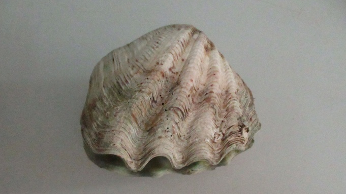 Морская раковина Тридакна / Фото: Алтайская таможня