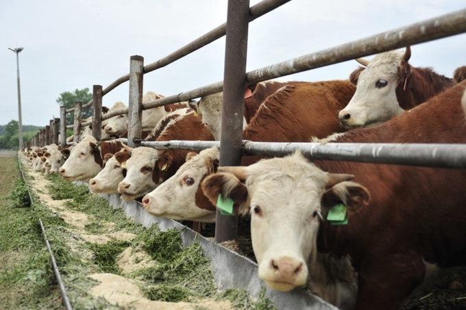 Коровы в Алтайском крае / Фото:  amic.ru