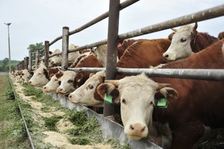 Коровы в Алтайском крае / Фото:  amic.ru