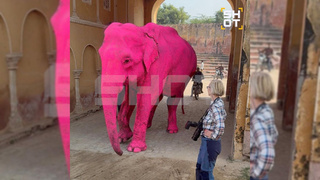 Покрашенный в розовый цвет слон / Фото: Shot