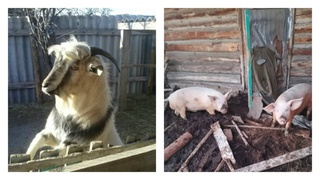 Накормленные животные / Фото: "Инцидент Барнаул"