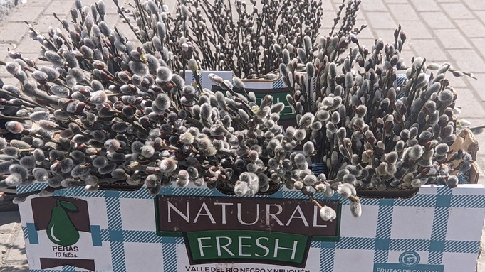 Ива, или верба, на улицах Барнаула / Фото: amic.ru