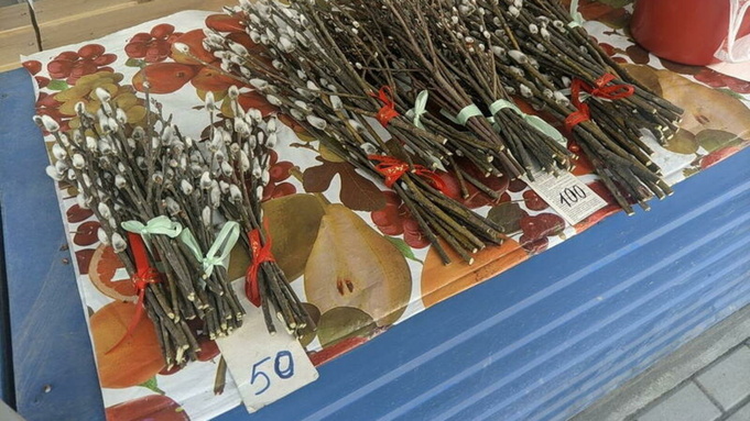 Верба на улицах Барнаула / Фото: amic.ru / Екатерина Смолихина