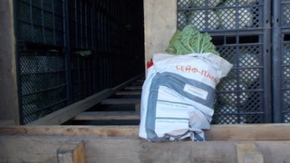 Пекинская капуста / Фото: Алтайский Россельхознадзор