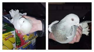 Казахстанские голуби / Фото: алтайский Россельхознадзор