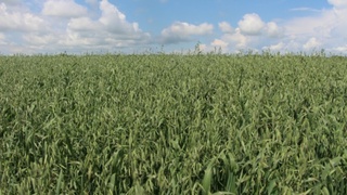 Растущий овес / Фото: Минсельхоз Алтайского края