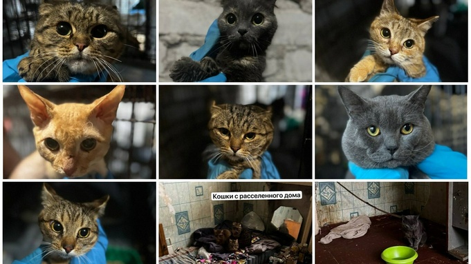 Спасенные кошки / Фото: Частный приют "Бусинка" / "Катунь 24"