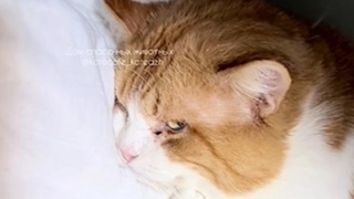 Спасенный из Дагестана кот Геджух / Фото: предоставлено "КП-Ростов" приютом "Коттэдж"