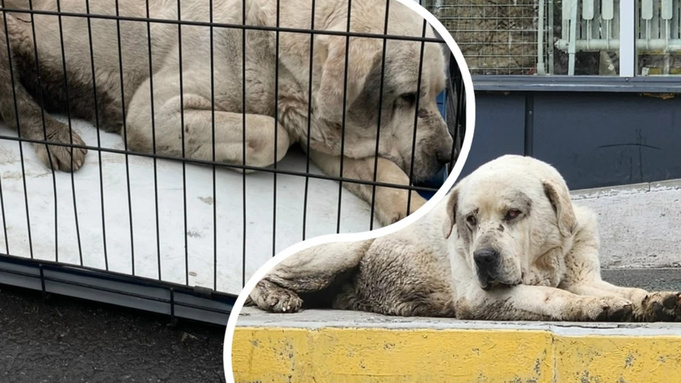 Хан вернулся домой / Фото: "Животные Магнитогорска" / "ВКонтакте"