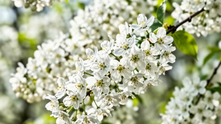 Черемуха / Фото: сгенерировано ИИ Яндекс / amic.ru