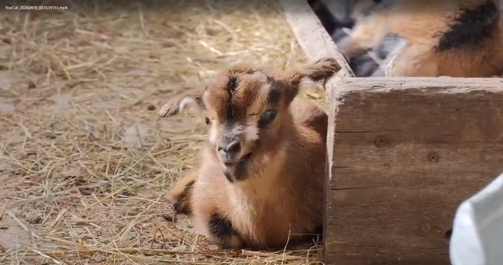 Козлята / Фото: стоп-кадр с видео зоопарка Барнаула