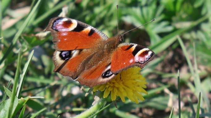 Жаркий апрель в Барнауле / Фото: Екатерина Смолихина / amic.ru