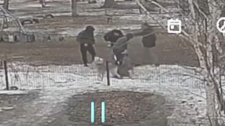 В Омске пьяный мужчина натравил бойцового пса на женщину / Кадр из видео