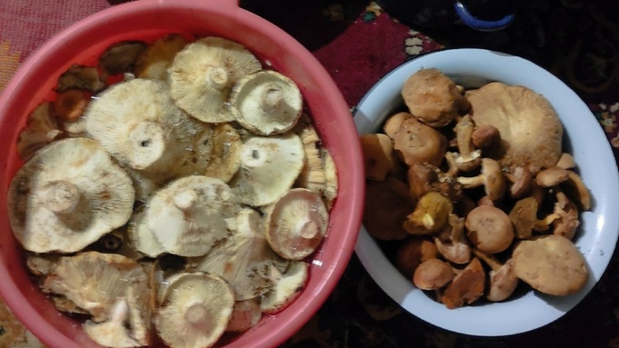 Грибы / Фото: "Грибы и грибники Алтайского края" во "ВКонтакте"